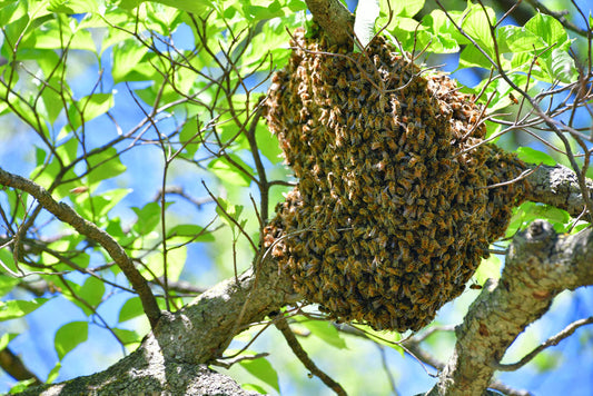 Bee Aware, Bee part of the Solution - Hive & Harmony dedicates 10% of profits